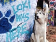 This Dog Has Had More Adventures Than Most of Us Ever Will This Dog Has Had More Adventures Than Most of Us Ever Will