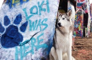 This Dog Has Had More Adventures Than Most of Us Ever Will This Dog Has Had More Adventures Than Most of Us Ever Will