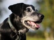 This Drug Could Help Your Dog Live Four Extra Years This Drug Could Help Your Dog Live Four Extra Years