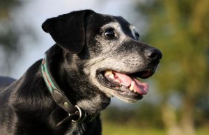 This Drug Could Help Your Dog Live Four Extra Years This Drug Could Help Your Dog Live Four Extra Years