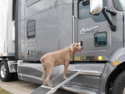 This Good Samaritan Has Driven More Than 1 Million Miles to Save 30,000 Dogs This Good Samaritan Has Driven More Than 1 Million Miles to Save 30,000 Dogs