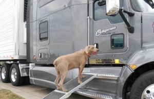 This Good Samaritan Has Driven More Than 1 Million Miles to Save 30,000 Dogs This Good Samaritan Has Driven More Than 1 Million Miles to Save 30,000 Dogs