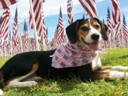 Your #PatrioticPup Could Win $100K for Charity Your #PatrioticPup Could Win $100K for Charity