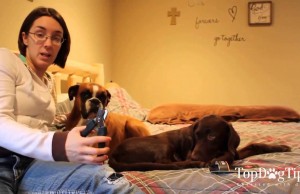 Review: Andis Premium Dog Nail Clippers