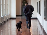 Man Arrested After Confessing a Planned Abduction of the First Dog Abduction of First Dog