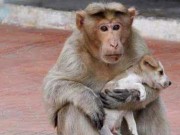 Aww… This Monkey Adopted a Homeless Puppy Aww...This Monkey Adopted a Homeless Puppy