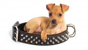 Top 25 Best Cute Dog Collars