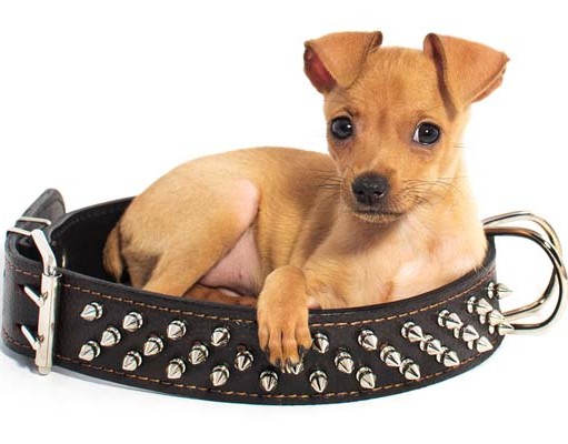 25 Best Cute Dog Collars: Versatile, Custom, and Unique Best Dog Collars Reviews - Custom Personalized Designer