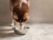 5 Best Dog Foods for Huskies Best Dog Food for Huskies - The 5 Vet Recommended Brands featured image