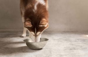 5 Best Dog Foods for Huskies Best Dog Food for Huskies - The 5 Vet Recommended Brands featured image