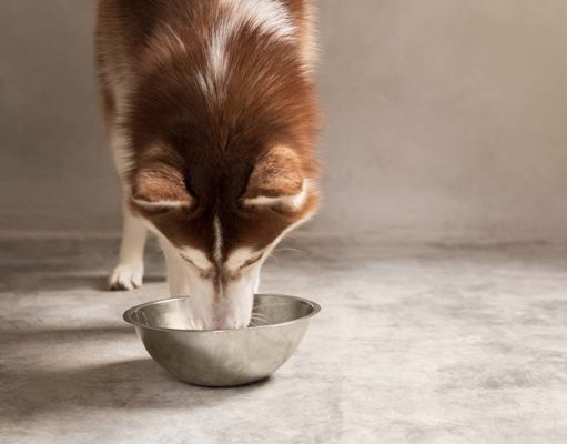 5 Best Dog Foods for Huskies Best Dog Food for Huskies - The 5 Vet Recommended Brands featured image