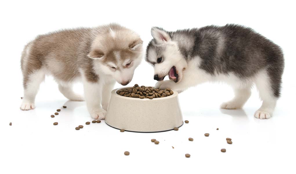 5 Best Dog Food for Huskies 2017 What to Feed Huskies 