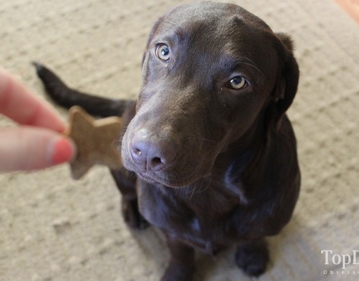 Review: Chloe’s Dog Treats Chloe's Dog Treats Review