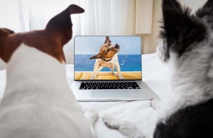 Can Dogs Watch TV and What Exactly Do They See? Do Dogs Actually Watch TV