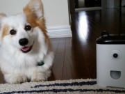 Does Your Dog Need a Smartphone? Does Your Dog Need a Smartphone