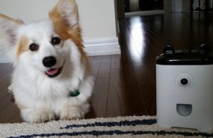 Does Your Dog Need a Smartphone? Does Your Dog Need a Smartphone