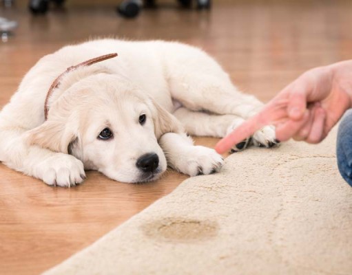 How to Get Dog Urine Smell Out of Carpet How to Get Dog Urine Smell Out of Carpet