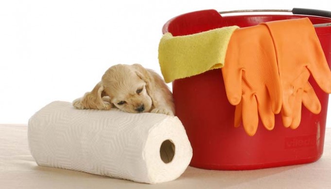 How to Get Dog Urine Smell Out of Carpet - Top Dog Tips