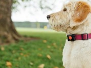 Is Your Dog Getting Enough Exercise? Is Your Dog Getting Enough Exercise