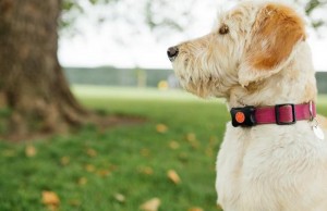 Is Your Dog Getting Enough Exercise? Is Your Dog Getting Enough Exercise