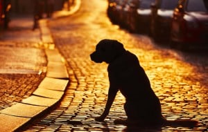 Lost dog due to chasing wildlife