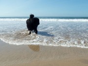 Newfoundland Finds Something Interesting While Walking a Beach in Massachusetts Newfoundland Finds Something Interesting While Walking a Beach in Massachusetts