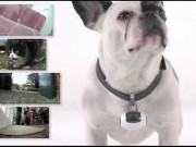 Find Out What Your Dog Does While You’re Gone PawsCam
