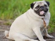 Pet Obesity: Is Your Dog Adding to the Statistic? Pet Obesity Is Your Dog Adding to the Statistic