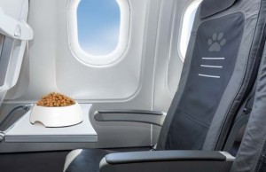 Shipping a Dog: Using Ground vs Air Transportation Shipping a Dog by Air