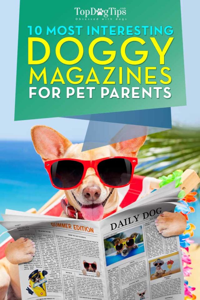 10 Best Dog Magazines of 2020 (Annual Roundup Update)