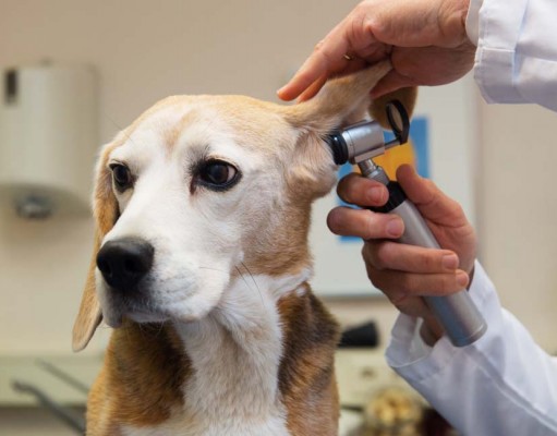 What Are Dog Ear Mites and How to Get Rid of Them Naturally What Are Dog Ear Mites and How to Get Rid of Them Naturally