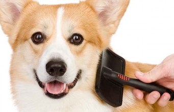 The Best Dog Brush Review What Is the Best Dog Brush for Dogs
