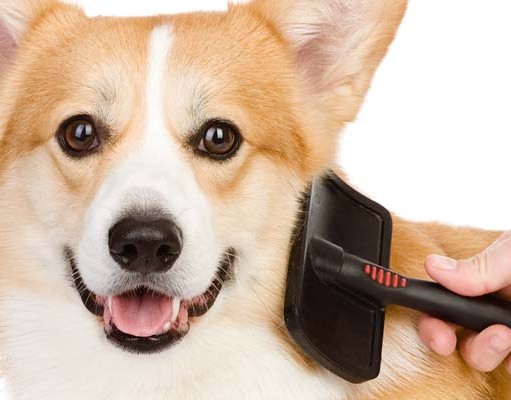 The Best Dog Brush Review What Is the Best Dog Brush for Dogs