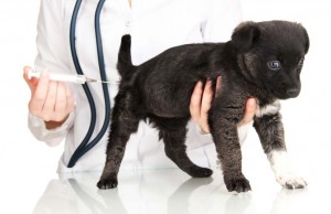Dog Vaccination Schedule (and what shots do puppies need) What Shots Do Puppies Need - Dog Vaccination Schedule