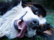 You’ll Never Believe Who Launched This New Dog Treat You'll Never Believe Who Launched This New Dog Treat