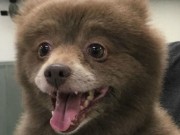 This Mysterious ‘Bear Dog’ Has Been Identified Mysterious bear dog identified - featured image