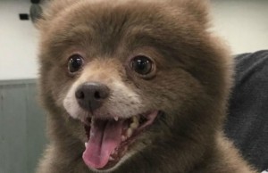 This Mysterious ‘Bear Dog’ Has Been Identified Mysterious bear dog identified - featured image