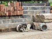 Do You Know a Dog In Need of A Free Dog House? do you know a dog in need of a dog house