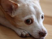 Do You Know What To Do If Your Dog Has the Flu? do you know what to do if your dog has the flu