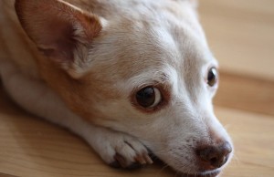 Do You Know What To Do If Your Dog Has the Flu? do you know what to do if your dog has the flu