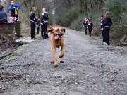 This Pup Ran a Half Marathon… By Accident! this pup ran a half marathon...by accident