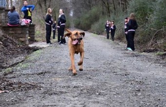 This Pup Ran a Half Marathon… By Accident! this pup ran a half marathon...by accident