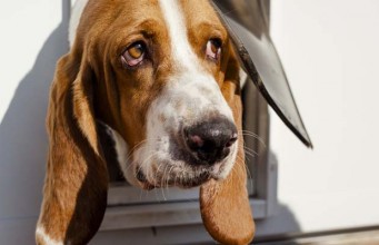 The Best Screen Doors with Dog Door Brands Best Screen Doors with Dog Door Reviews