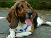 Can Owning a Pet Protect You From Heart Disease? Can Owning a Pet Protect You From Heart Disease