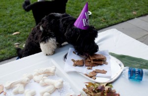 Extreme Things Celebrities Do For Their Dogs Extreme Things Celebrities Do For Their Dogs