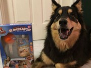 Finally! A Way to Eliminate Your Dog’s Bad Breath Finally! A Way to Eliminate Your Dog's Bad Breath