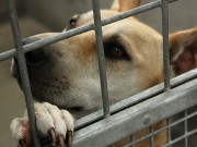 Georgia Looking to Adopt Canine Mascot Georgia Looking to Adopt Canine Mascot