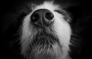 Let’s Talk: How Dogs Are Helping in the Fight Against Cancer How Dogs Are Helping in the Fight Against Cancer