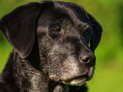 Is Your Dog Suffering From Canine Dementia? Is Your Dog Suffering From Canine Dementia