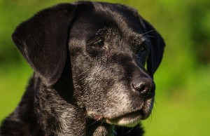 Is Your Dog Suffering From Canine Dementia? Is Your Dog Suffering From Canine Dementia